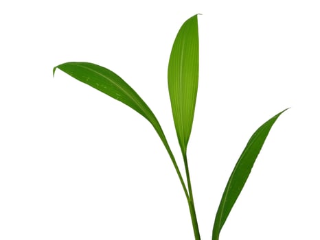 Green leaves isolated on white background photo