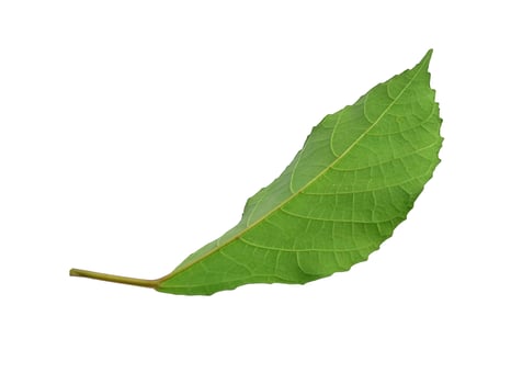 Tree on white background. Green leaves isolated on white background photo