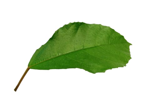 Tree on white background. Green leaves isolated on white background photo