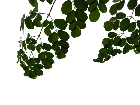 Moringa oleifera leaves or drumstick tree on white background photo