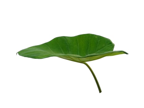 Eddoe leaves or wild taro leaf on white background photo