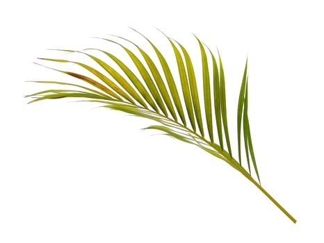 Bamboo palm fresh leaves or palm leaf on white background photo