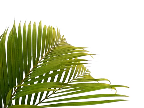Bamboo palm fresh leaves or palm leaf on white background photo