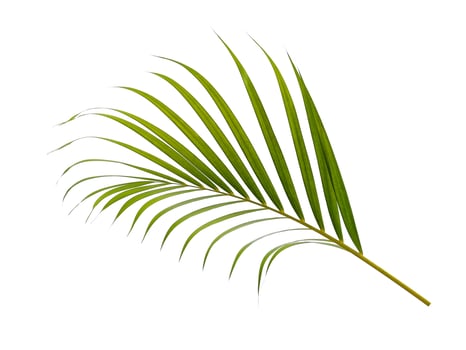 Bamboo palm fresh leaves or palm leaf on white background photo