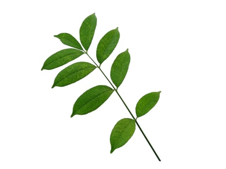 Cemcem leaves Isolated on white background photo