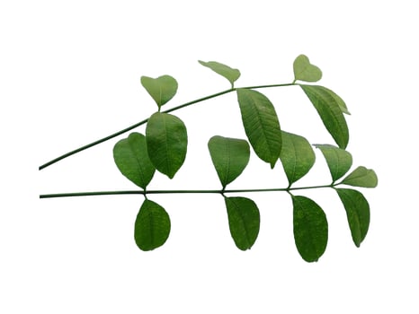 Cemcem leaves Isolated on white background photo