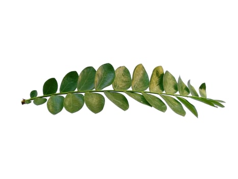 Green plant or green leaf Isolated on white background photo