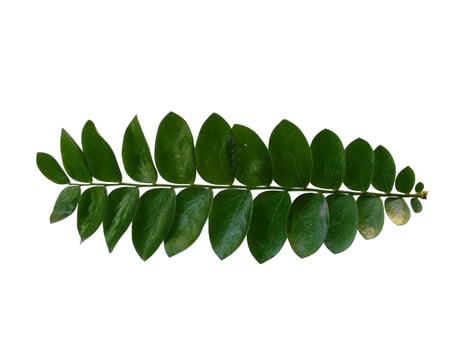 Green plant or green leaf Isolated on white background photo