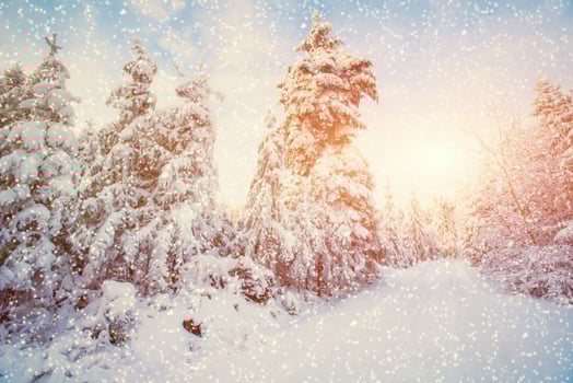 winter landscape trees snowbound, bokeh background with snowflak photo