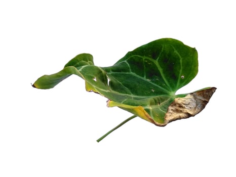 Anthurium crystallinum leaf Isolated on white background photo