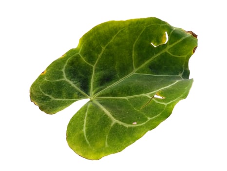 Anthurium crystallinum leaf Isolated on white background photo