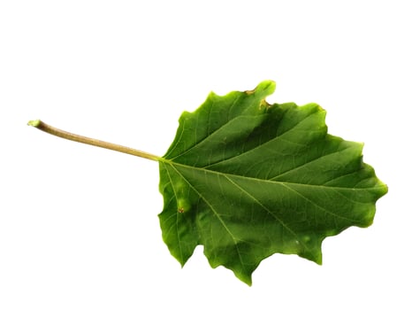 Ricinus communis leaf Isolated on white background photo