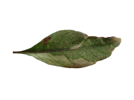 Green leaf on white background photo