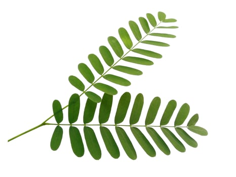 Green leaf or tree on white background photo