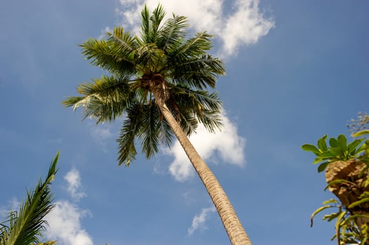 The coconut trees and the sky have beautiful clouds. photo
