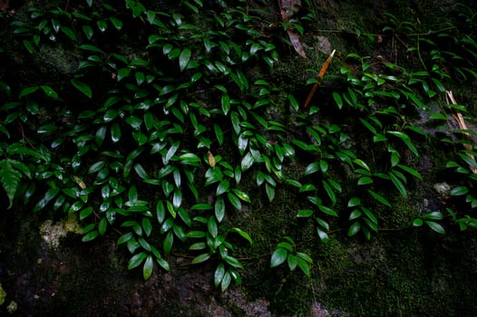 Forest green fertile areas in the forest area photo