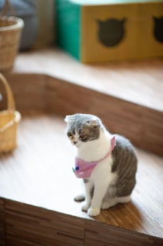 A cute cat is in a cat's house. photo