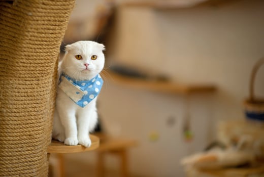 A cute cat is in a cat's house. photo