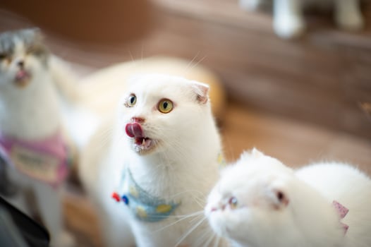 Cute and playful pet cats Sitting in the house, faithful lover's concept photo