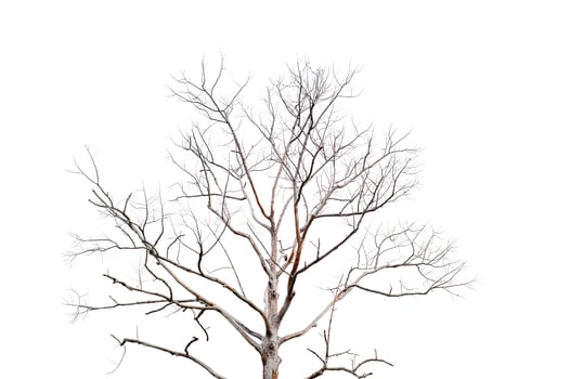 Dry twigs, dry trees on a white background Object concept photo