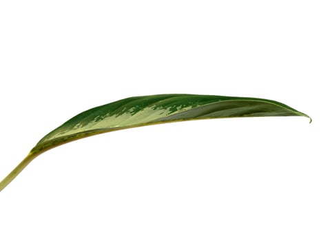 Aglaonema commutatum leaf Isolated on white background photo