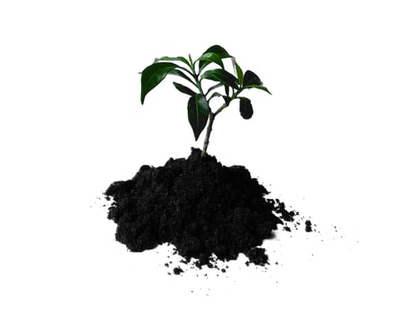 Small plant on pile of soil. Young plant in soil humus on a white background photo