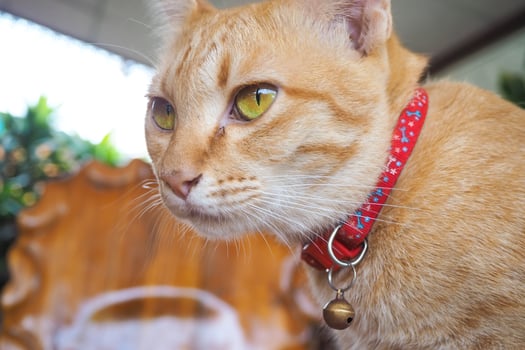 orange cat wearing collar photo