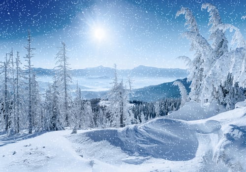 Winter tree in snow. Carpathian Ukraine Europe photo