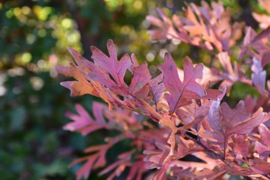 Oak Tree with Colorful Red Leaves in Autumn photo