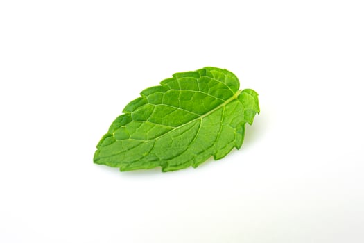 Mint leaf fresh, closeup isolated on a white background. photo