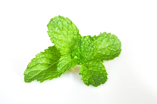 Mint leaf fresh, closeup isolated on a white background. photo
