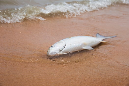 Dead fish lying on the beach on the sand with sea waves. photo