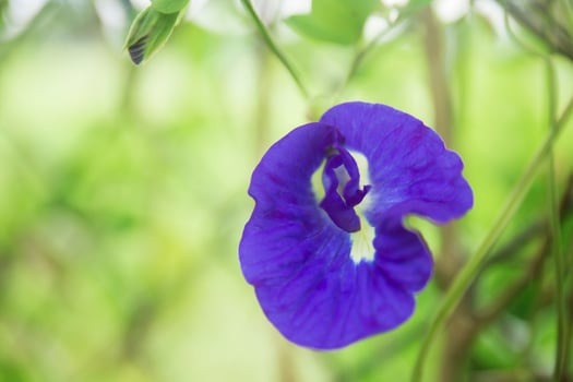 Purple butterfly pea flowers on a beautiful plant. photo