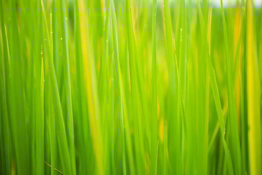 The green background of the rice plant in the morning has water droplets on it. photo