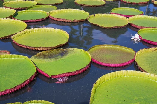 Victoria lotus leaf It is the largest lotus flower that floats on the water surface. photo