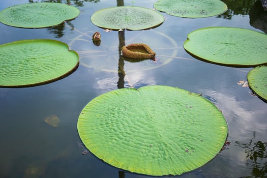 Victoria lotus leaf It is the largest lotus flower that floats on the water surface. photo