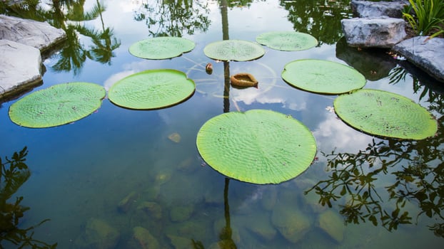 Victoria lotus leaf It is the largest lotus flower that floats on the water surface. photo