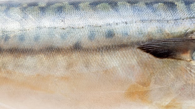 Saba background fish photo