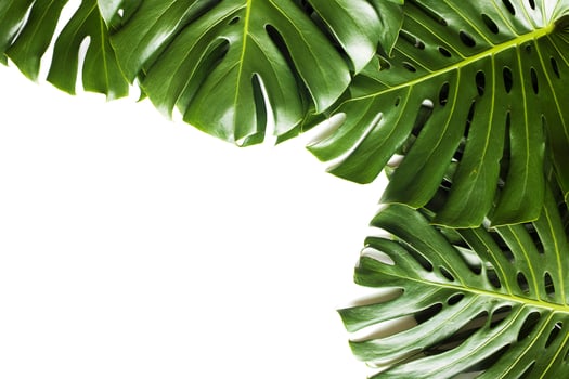Monstera, a tropical plant on a white background. photo