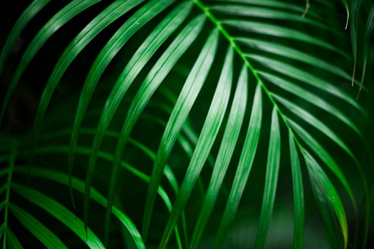 tropical palm leaf, dark green background photo