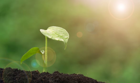 Sunlight on surface of Monstera plant seedling is growing on fertile soil in greenery background photo