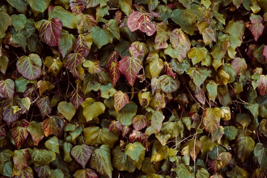 Ivy leaves texture green red and yellow photo