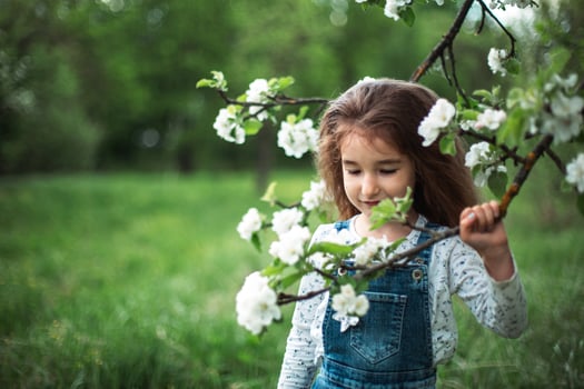 A cute little girl of 5 years old in a blooming white apple orchard in spring. Springtime, orchard, flowering, allergy, spring fragrance, tenderness, caring for nature. Portrait photo