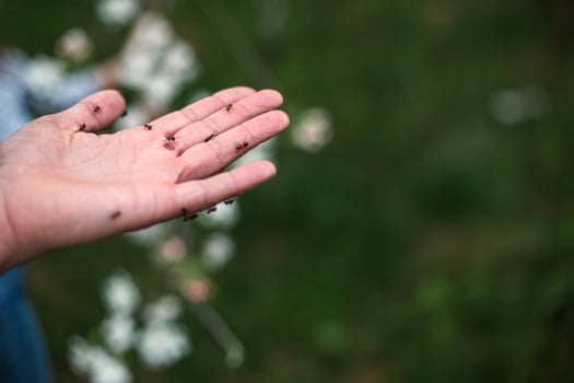 Large black ants on a man's arm. Insects, bites. Pest protection photo