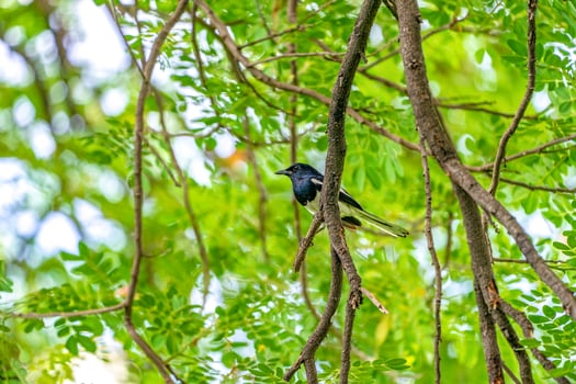 black bird with white line on its wing hangs on to a tree branch, green background. photo