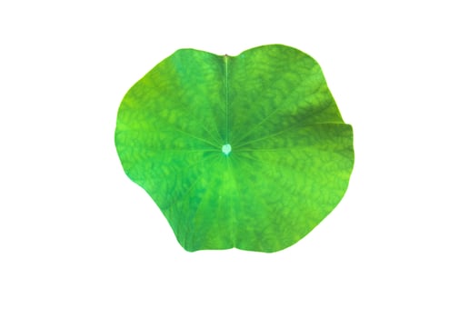 isolated waterlily or lotus leaf with clipping paths. photo