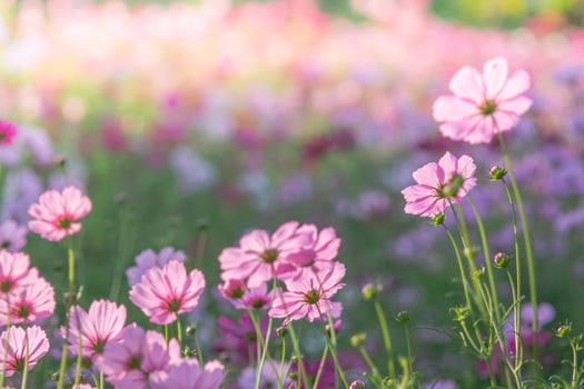 Soft, selective focus of Cosmos, blurry flower for background, colorful plants photo