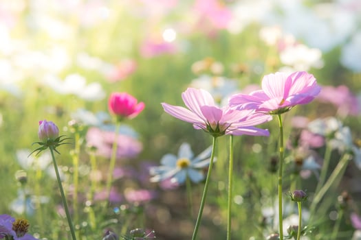 Soft, selective focus of Cosmos, blurry flower for background, colorful plants photo
