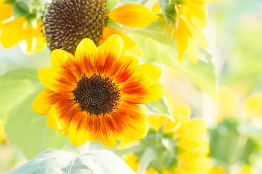 Soft, selective focus of sunflower helianthus, blurry flower for background, colorful plants photo