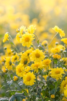 Yellow chrysanthemum flowers, chrysanthemum in the garden. Blurry flower for background, colorful plants photo